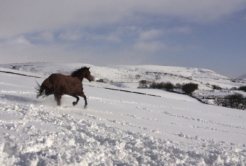 Horse going down snowy hill