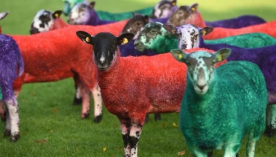 Coloured sheep